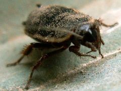 Loboptera decipiens