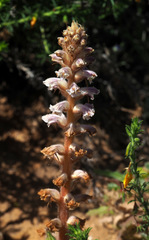 Orobanche