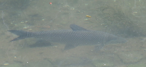 Prochilodus lineatus