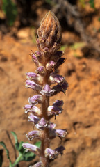 Orobanche