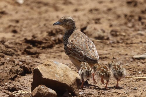 Common Buttonquail (Turnix sylvaticus)