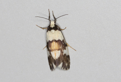 Philenora irregularis
