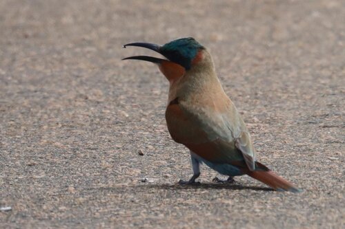 Southern Carmine Bee-eater (Merops nubicoides)