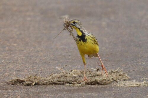 Yellow-throated Longclaw (Macronyx croceus), photo 4