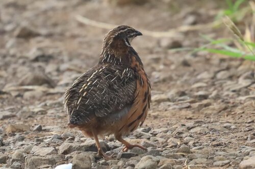 Harlequin Quail (Coturnix delegorguei)