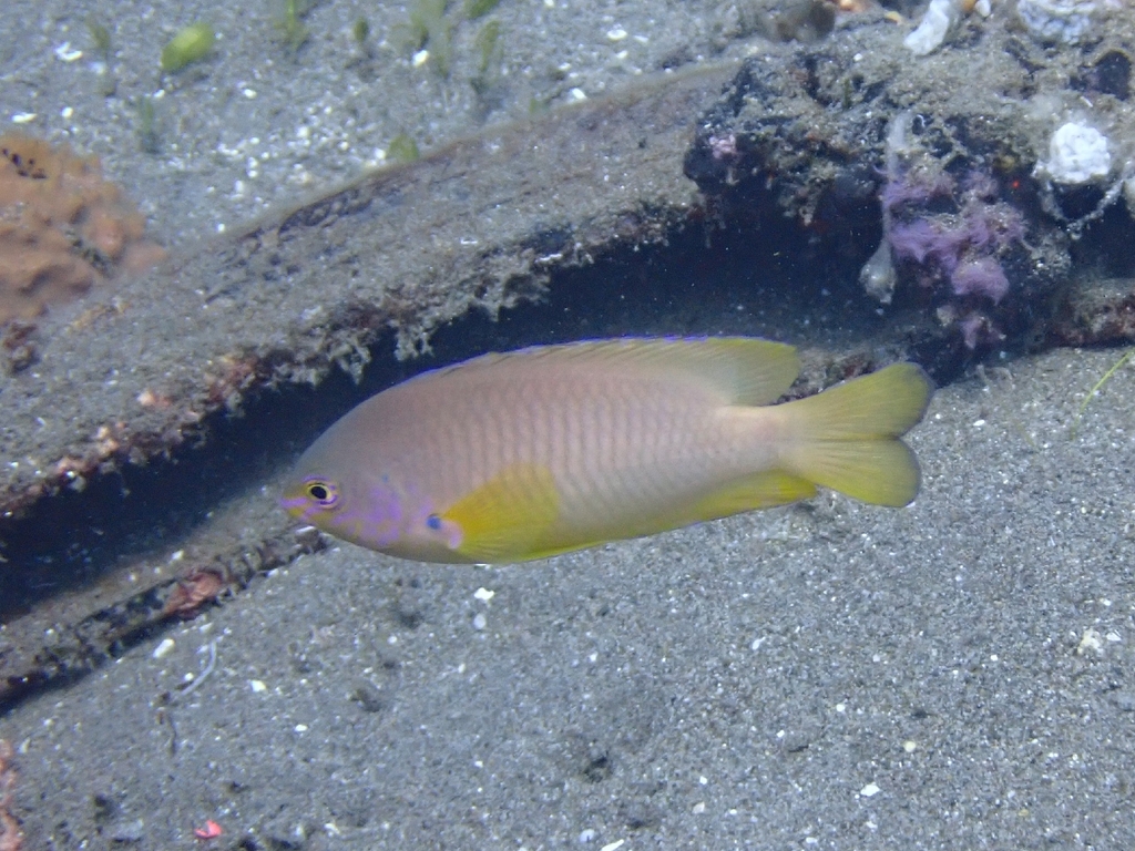 Amboina Damselfish
