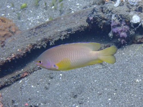 Pomacentrus amboinensis