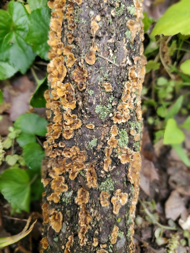 Stereum complicatum · April 2026 · photo: © hikerbuddy (iNaturalist, cc0)