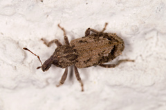 Listroderes difficilis