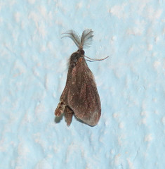 Cryptothelea gloverii