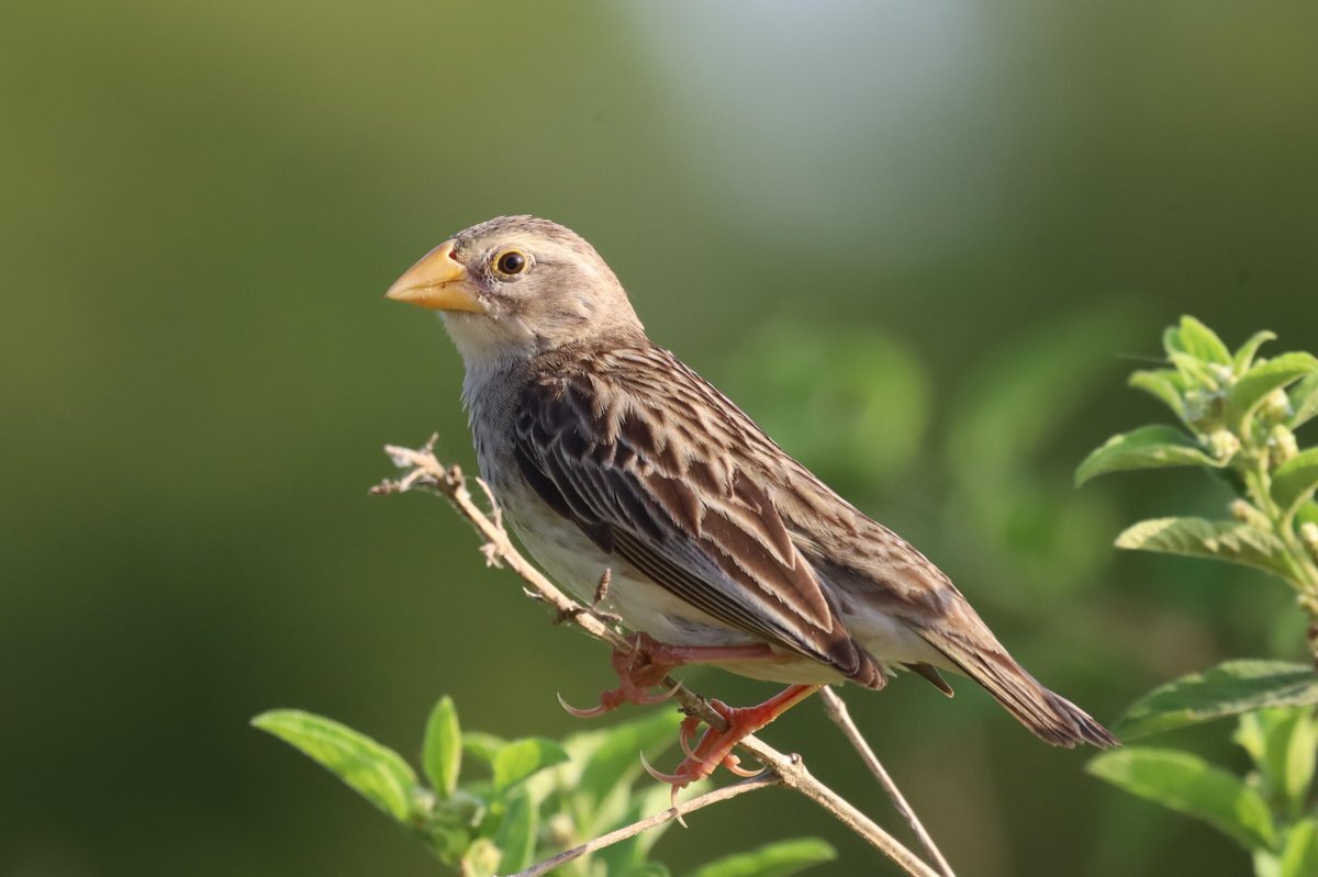 Red-billed Quelea (Quelea quelea), photo 1