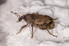 Listroderes difficilis