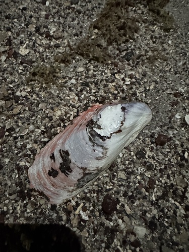 Modiolus capax, 2026-04-27
