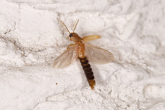 Distremocephalus texanus