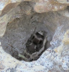 Pseudomethoca contumax