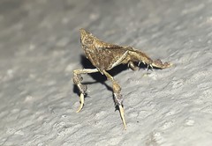 Galasa nigripunctalis