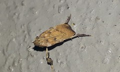 Galasa nigripunctalis