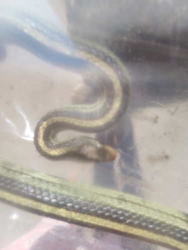 Baird's Patchnose Snake