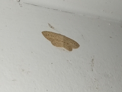 Cyclophora turneri