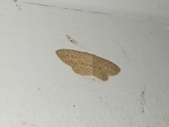 Cyclophora turneri
