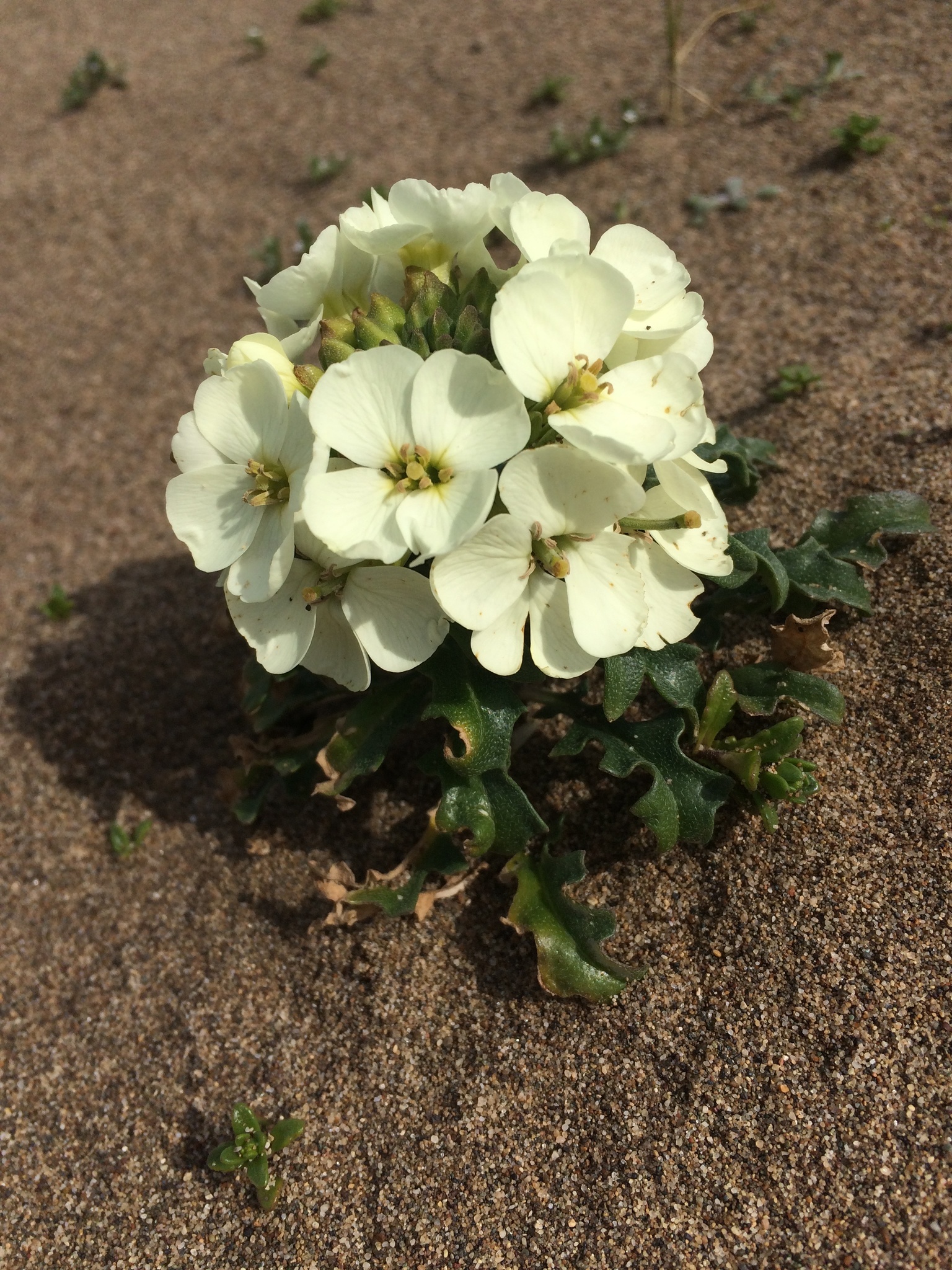 Erysimum concinnum