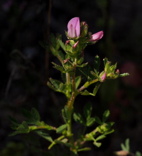 Ononis serrata