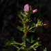 Toothed Restharrow - Photo (c) Ron Frumkin, some rights reserved (CC BY-NC), uploaded by Ron Frumkin