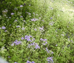 Phacelia congesta