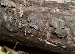 Camarops