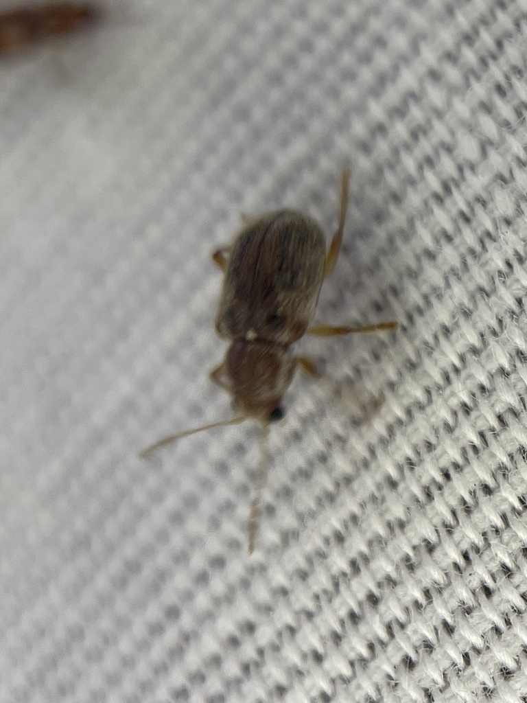 Xanthonia texana