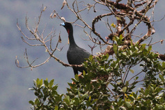 Wattled Guan photo 5