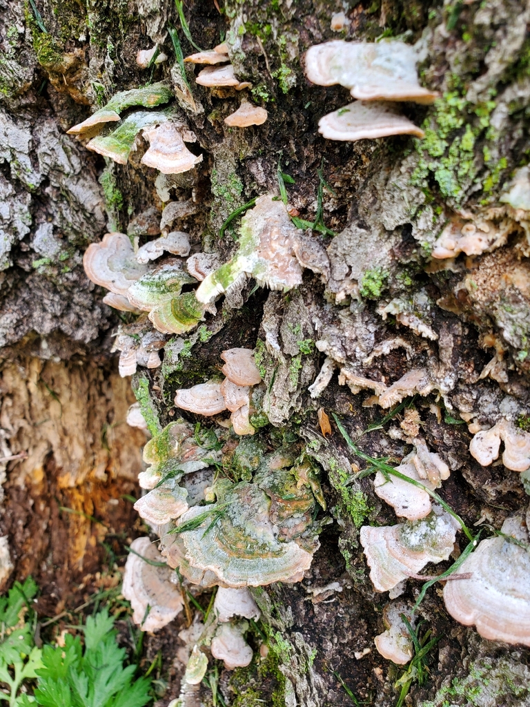 Trichaptum biforme · April 2026 · photo: © hikerbuddy (iNaturalist, cc0)
