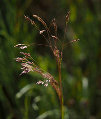 Corynephorus divaricatus