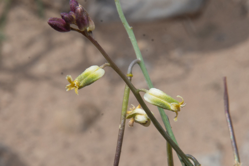 Streptanthus longirostris, 2026-04-28