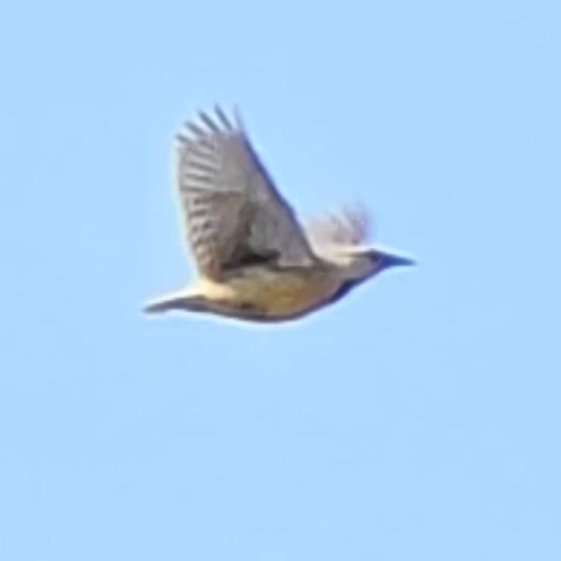 Chihuahuan Meadowlark (Sturnella lilianae), photo 5