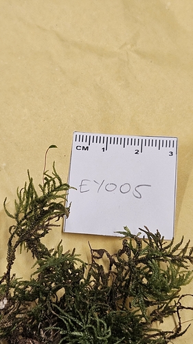 Camptochaete excavata, 2026-04-16