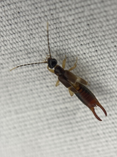 Lesser Earwig photo 3