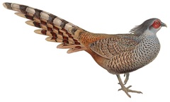 Cheer Pheasant photo 2