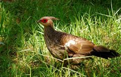 Cheer Pheasant photo 3