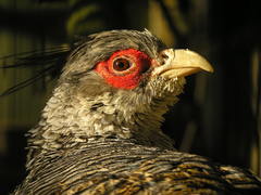 Cheer Pheasant photo 4