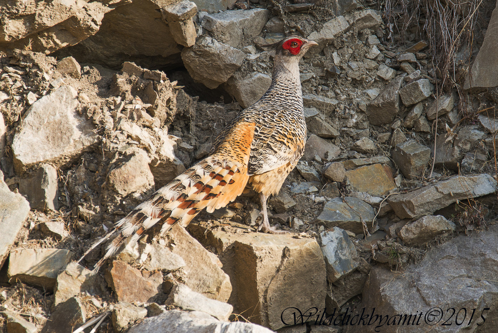 Cheer Pheasant (Catreus wallichii) photo
