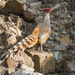 Cheer Pheasant - Photo (c) Amit3333in, some rights reserved (CC BY-SA)
