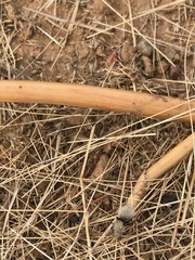 Dasymutilla coccineohirta