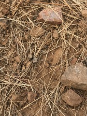 Dasymutilla coccineohirta