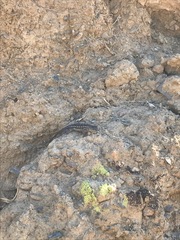 Sceloporus occidentalis