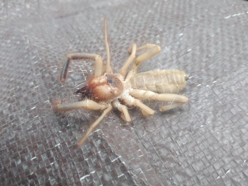 Eremorhax fuscus