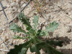 Leucosyris arida