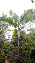 Dypsis