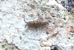 Orchesella villosa