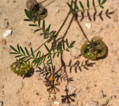 Hippocrepis multisiliquosa